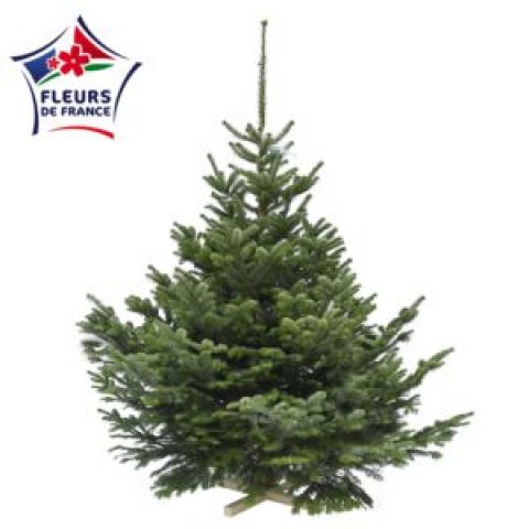 Sapin Nordmann 175/200 1er Choix extra, vendu seul, sans pied